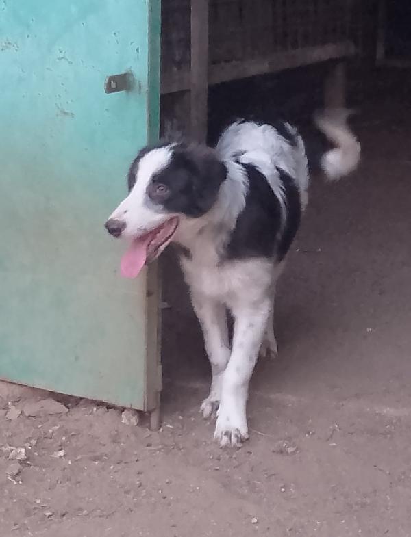 💔💔Numa, cucciolo orfano di amore e di speranza 🐾 Foto 8